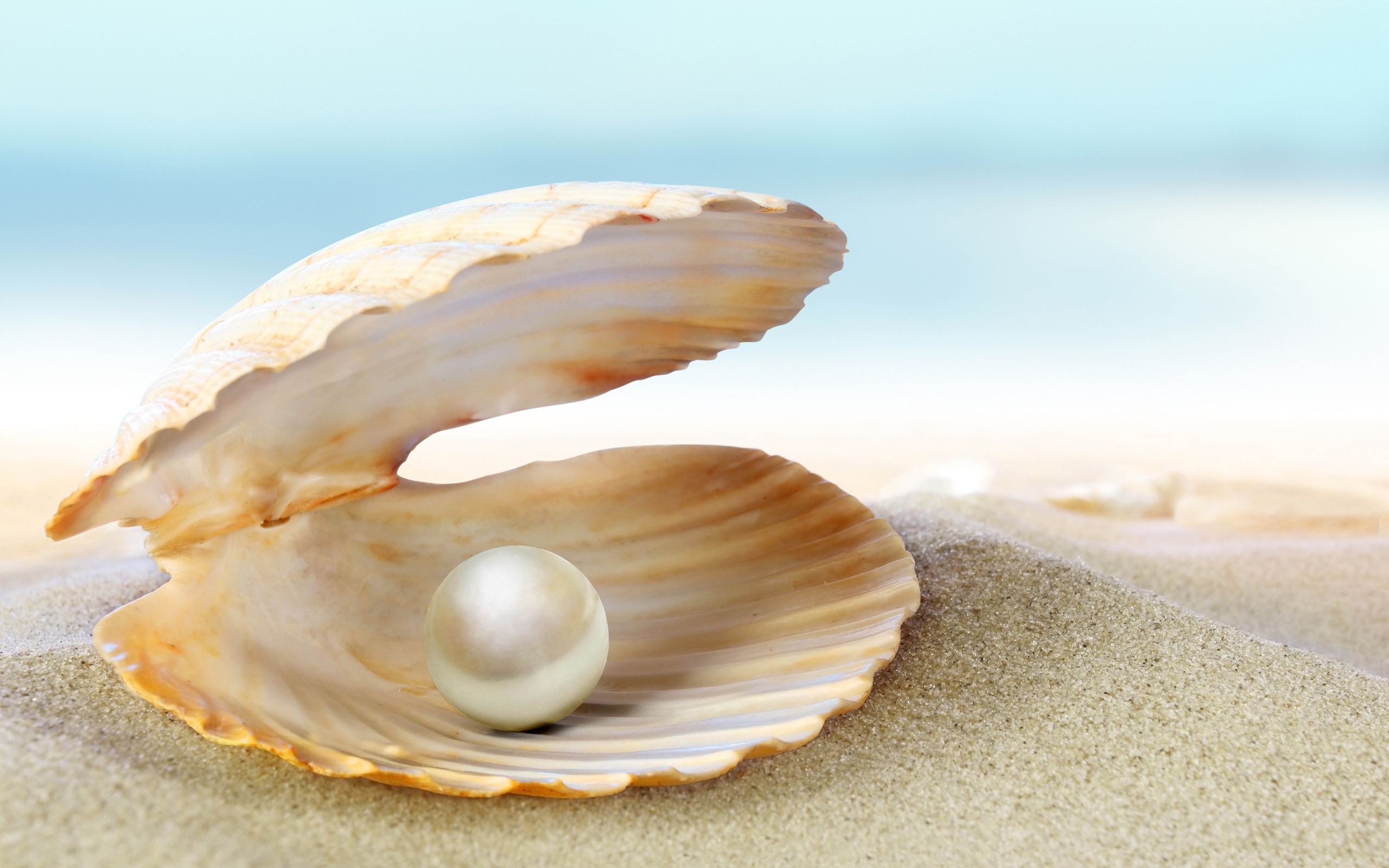 pearl in clam - Wholesale Gemstones & Jewelry - Semi precious and Precious