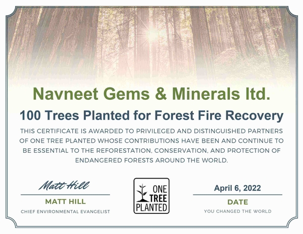 100 Trees Planted for Foresr Fire Recovery April 2022